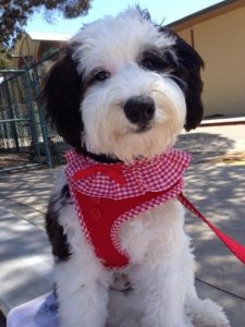 mini sheepadoodle rescue