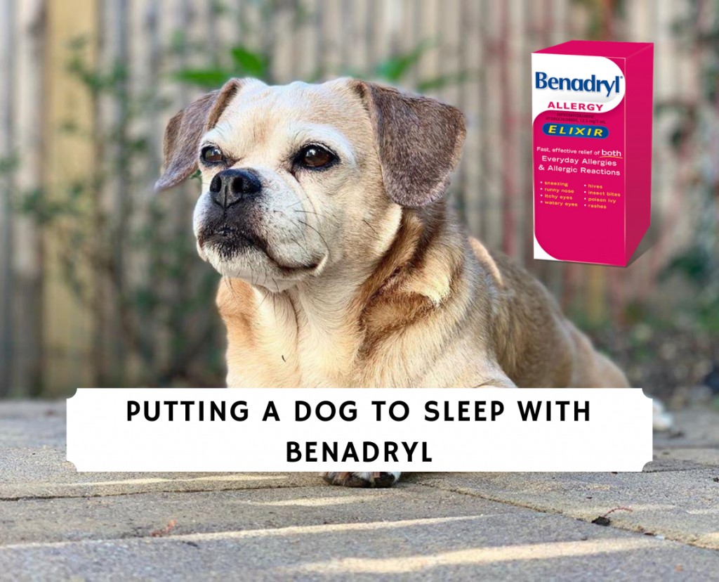 Putting A Dog To Sleep With Benadryl 2021 A Complete Guide We Love Doodles