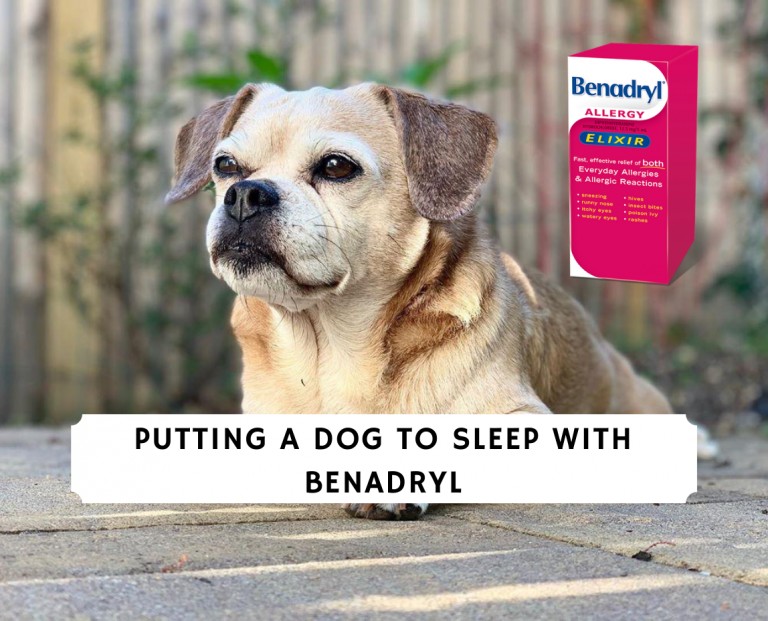 Putting a Dog to Sleep with Benadryl (2021) – A Complete Guide - We