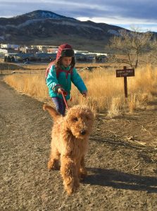 Goldendoodle Puppies In Colorado 2021 Top 6 Breeders We Love Doodles