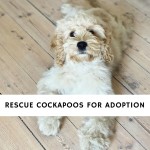 Rescue Cockapoos For Adoption