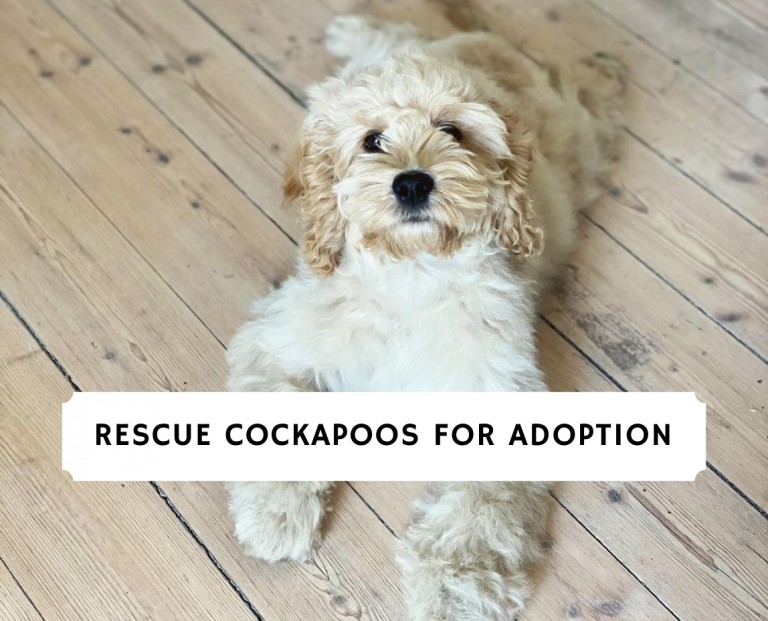 Top 6 Rescue Cockapoos For Adoption!