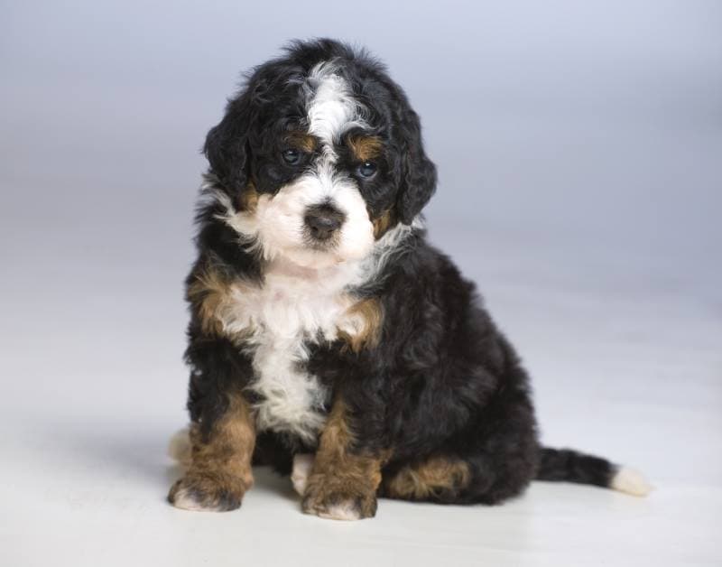 Bernedoodle Breeders in Colorado – Top 4 Picks