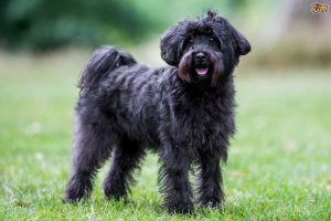 schnoodle adoption