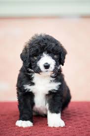 Bernedoodle Breeders In Indiana Top 5 Picks 2021 We Love Doodles