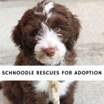 Schnoodle Rescues for Adoption