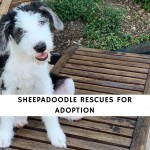 Sheepadoodle Rescues for Adoption