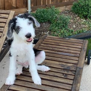 sheepadoodle adoption