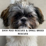 Shih Poo Rescues & Small Breed Rescues