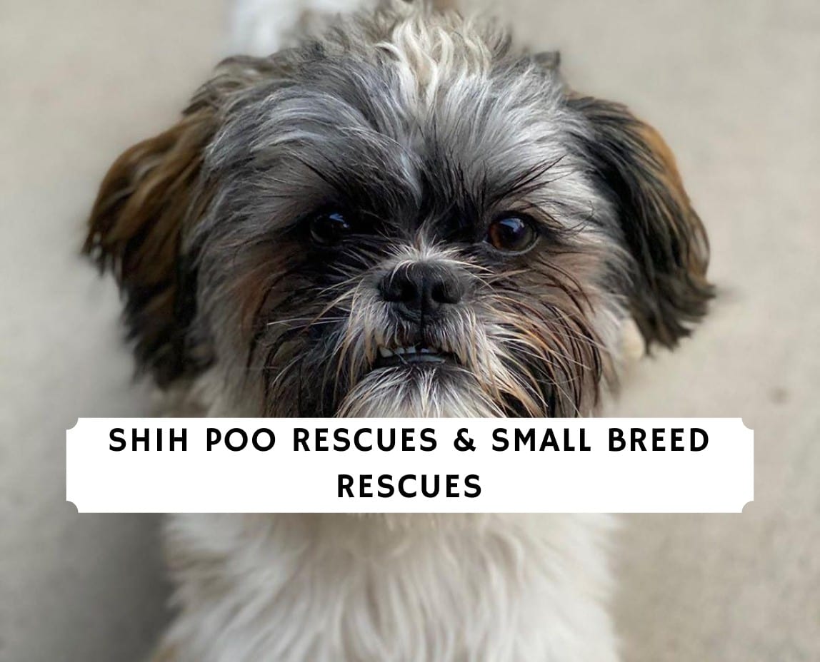 Shih tzu poodle mix hot sale adoption