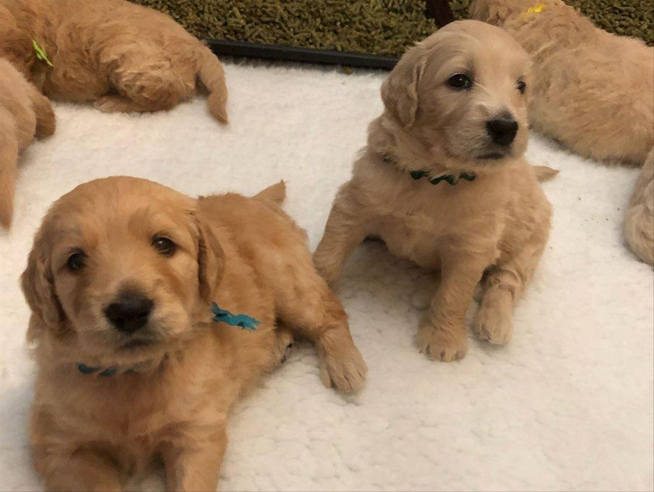 Goldendoodle Puppies In Tennessee Top 3 Breeders
