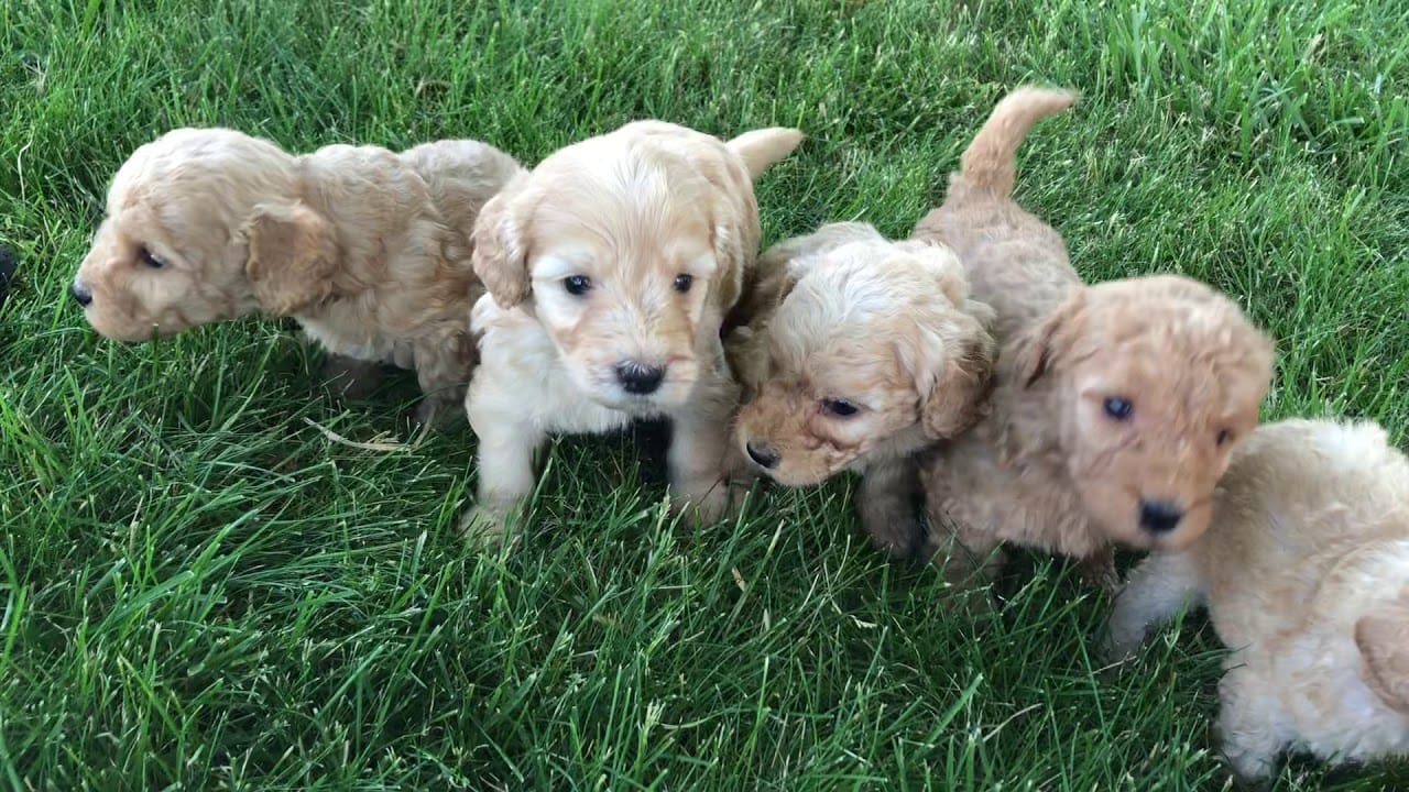 Goldendoodle Puppies in Utah Top 5 Picks!