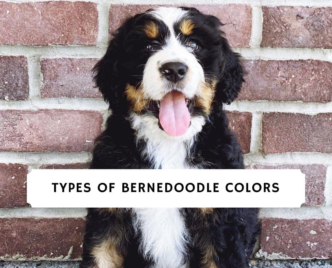 19+ Bernedoodle Tri Color HaniaAlyshia