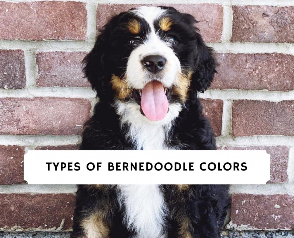 bernedoodle-colors-2023-tricolor-black-white-brown-etc-we