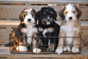 bernedoodle coat types