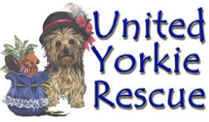 yorkie poo rescues