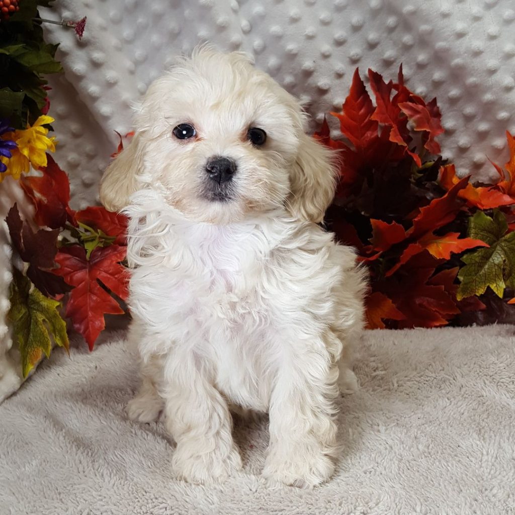 Cavapoo Puppies in Texas Top 6 Breeders!