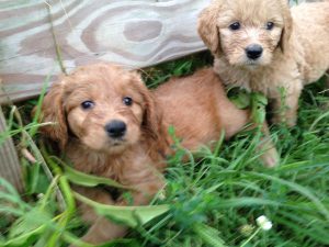 Goldendoodle Puppies In Virginia - Top 5 Breeders! (2020 ...