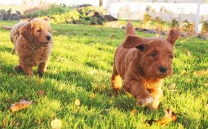 Goldendoodle Puppies In Oregon Top 5 Breeders 2021 We Love Doodles