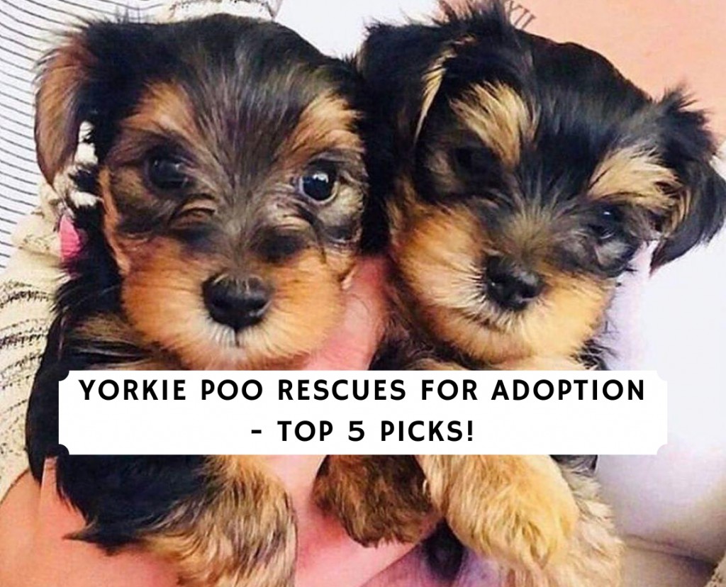 Yorkie store poo rescues