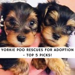 Yorkie Poo Rescues for Adoption