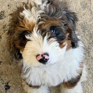 Bernedoodle Puppies In Texas Top 5 Breeders 2021 We Love Doodles