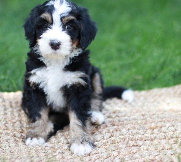 Bernedoodle Puppies in Virginia – Top 5 Breeders!