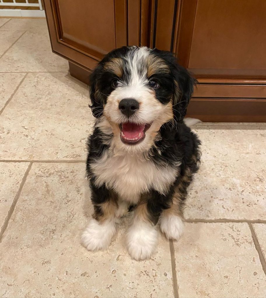 bernedoodle puppies