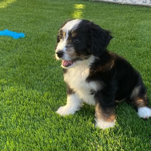 Bernedoodle Breeders In New York Ny Top 5 Picks 2021 We Love Doodles