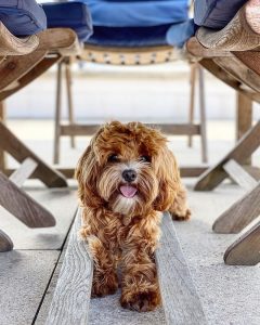  cavapoo tenyésztők ohio