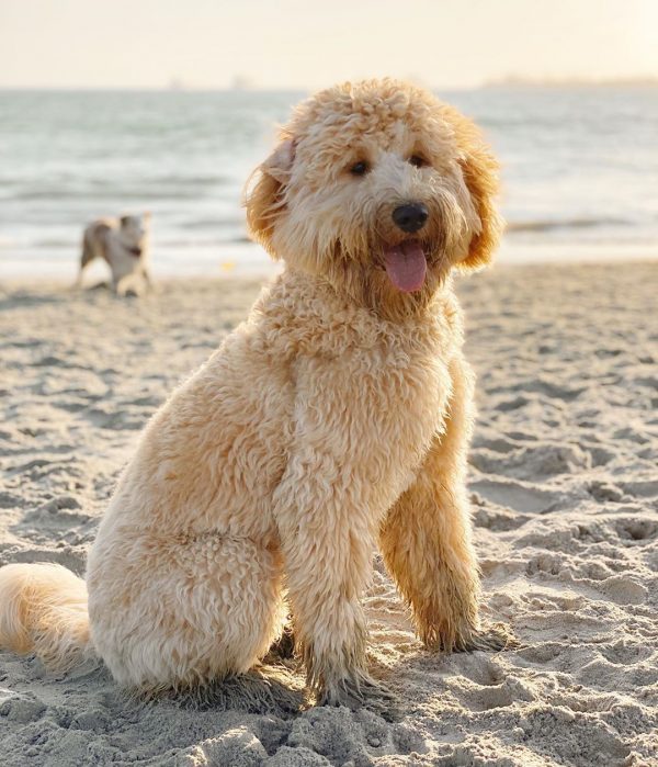 Doodle Rescues in California – Top 5 Adoptions!