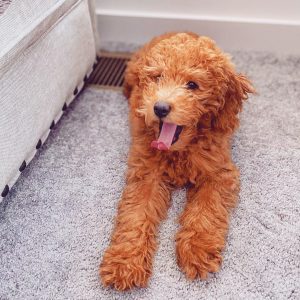 teddy bear goldendoodle rescue