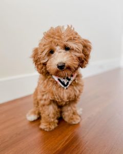 Goldendoodle Puppies In Colorado 2021 Top 6 Breeders We Love Doodles