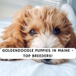 goldendoodle breeders in maine