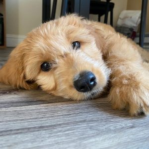 lab goldendoodle puppies