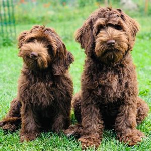 criadores de Goldendoodle wisconsin