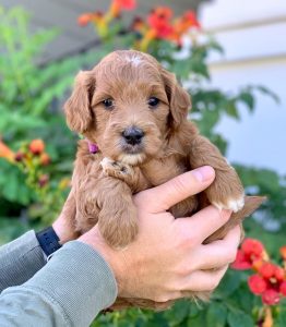 goldendoodle puppies georgia