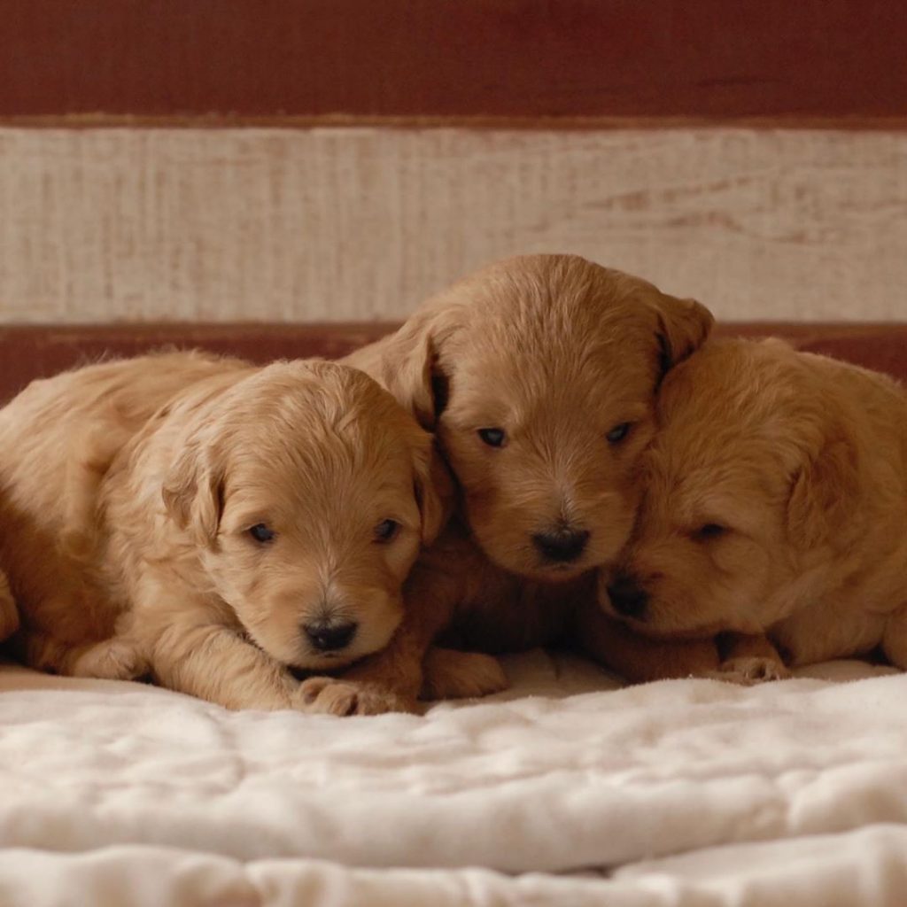 Goldendoodle Breeders in Idaho Top 7 Picks! (2023) We Love Doodles