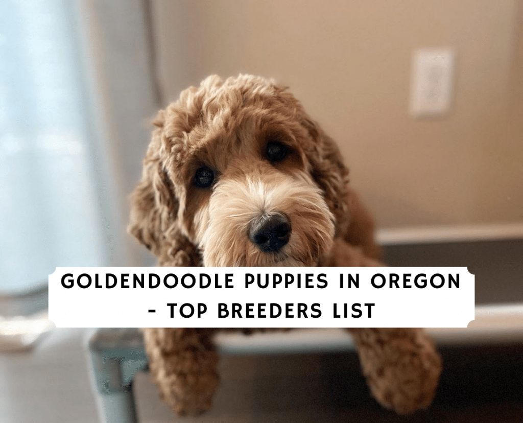 Goldendoodle Puppies In Oregon Top 5 Breeders 2021 We Love Doodles