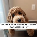 goldendoodle puppies in oregon
