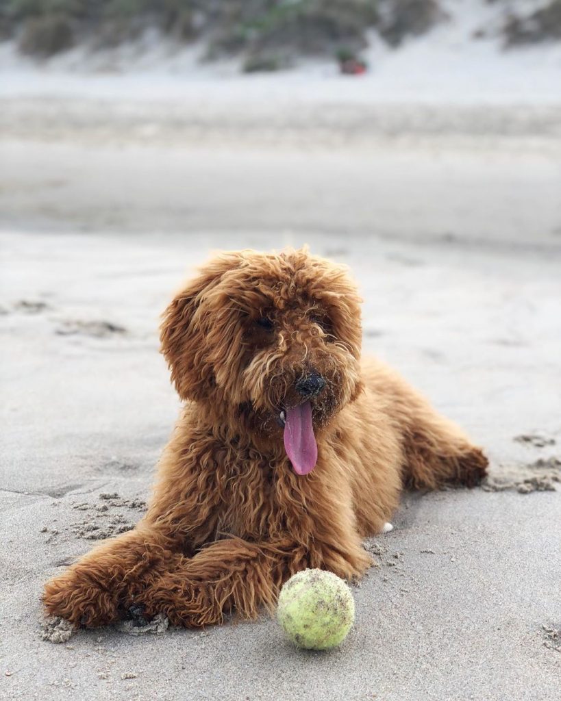 6 Best Goldendoodle Breeders in Massachusetts! (2024) - We Love Doodles