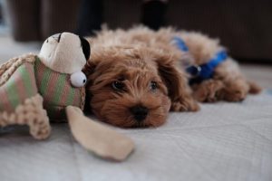 goldendoodle puppies mississippi