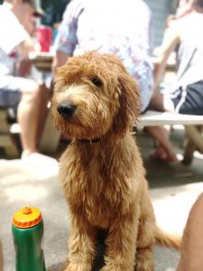 Goldendoodle Puppies In Minnesota Mn Top 5 Breeders We Love Doodles