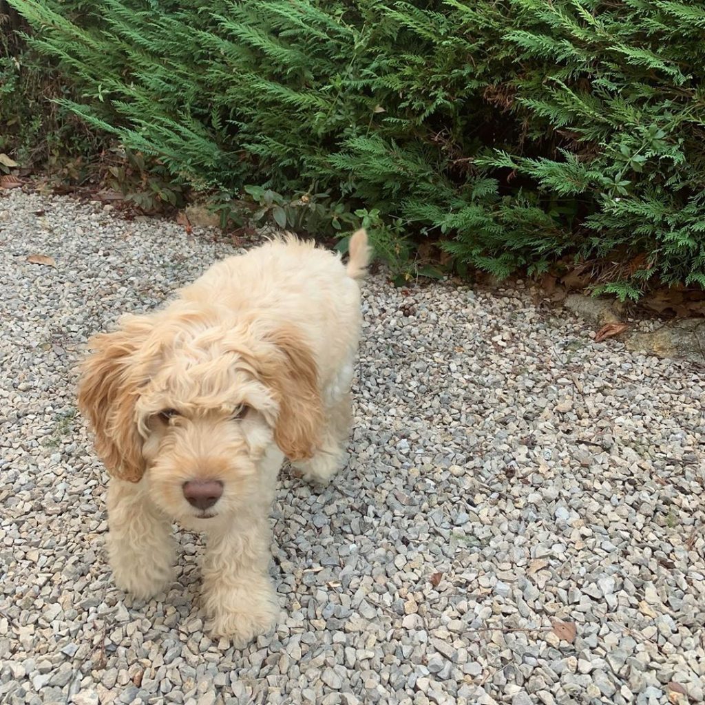 Labradoodle valpar i Indiana Topp 5 uppfödare (2021) Balanced Body