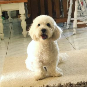 teacup maltipoo rescue