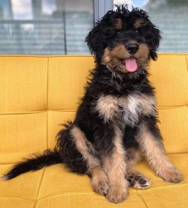 black and tan bernedoodle