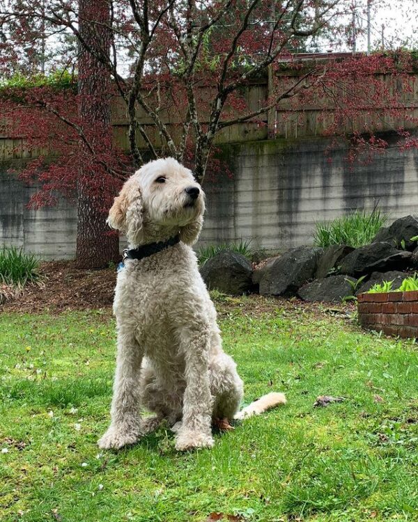 Goldendoodle Puppies In Missouri Top 7 Breeders!