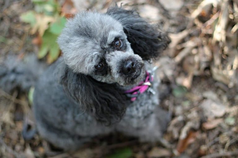 Best Types Of Maltipoo Haircuts With Pictures   123 768x512 