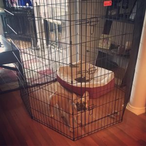 72 in dog crate picture with dog