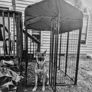 72 inch dog kennel